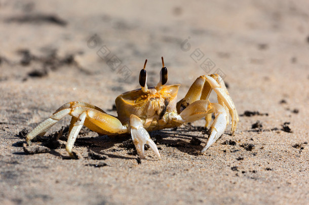 在沙滩上的大眼睛的可爱蟹。斯里兰卡.