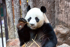 在动物园吃竹子的熊猫
