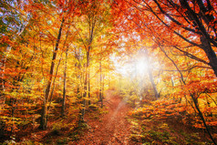 在秋天的森林道路。秋季景观.