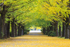 秋天的黄色点缀在这小树林的银杏 tre 树