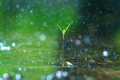 雨后露草