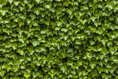墙的常春藤绿色叶子