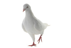 白色的鸽子-和平的象征