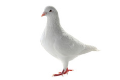 白色的鸽子-和平的象征