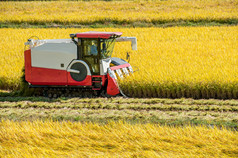 联合收割机在稻田收割的季节.