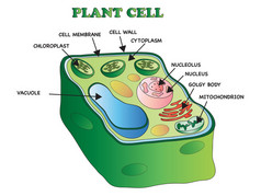 植物细胞结构