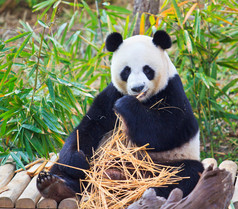 熊猫的野生动物