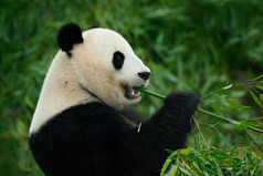 大熊猫的肖像