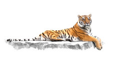 条纹的老虎，躺在岩石