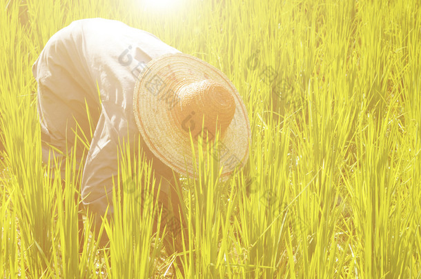 亚洲农民收割水稻