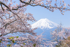 樱花或樱花和富士山在春暖花开的季节