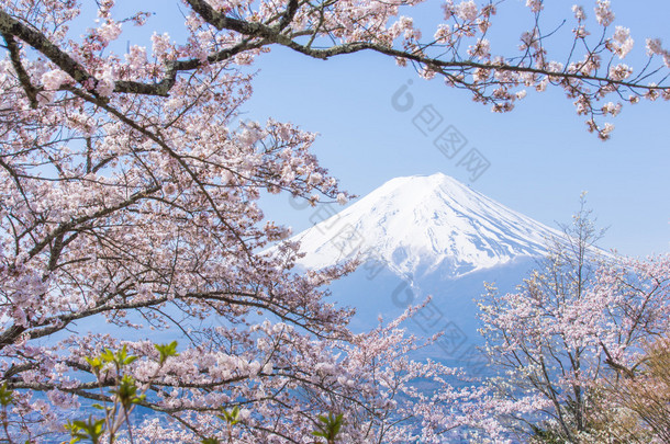 <strong>樱花</strong>或<strong>樱花</strong>和富士山在春暖花开的季<strong>节</strong>