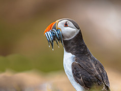 与比完整的海鳗海雀