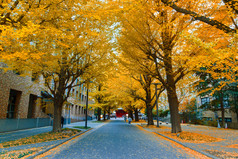多彩的秋天，与东京大学的银杏树街