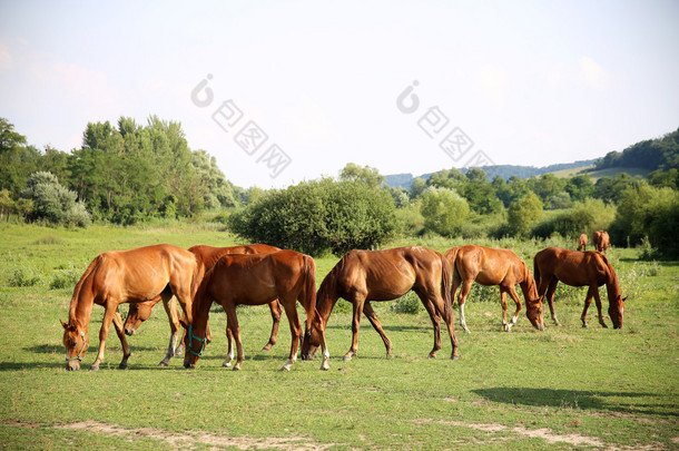 这群在绿色的草原上放牧的栗色马