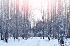 森林在霜冻中。冬季风景。覆盖着雪的树.