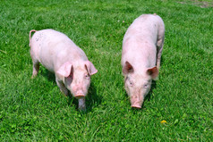 在乡村景观的绿色草地上的小商品猪