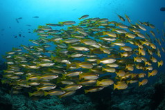 潜水水下巴布亚新几内亚太平洋的珊瑚生活