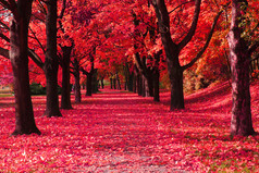 漂亮的秋天公园