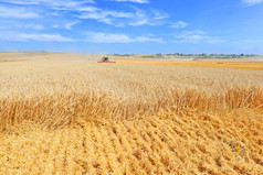. 谷物收获在乡村景观的结合