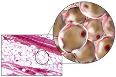 脂肪细胞、 显微图像和 3d 图