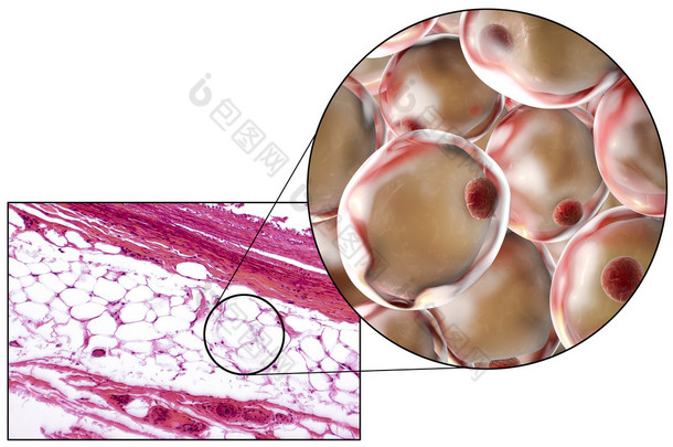 脂肪细胞、 显微图像和 3d 图
