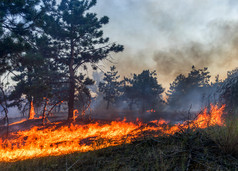 森林火灾。被烧毁的树木后野火、 污染和大量的烟.