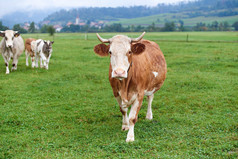 奶牛在绿地上吃草