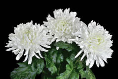 三个美丽的白菊花