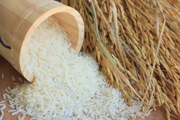 粮食水稻和水稻植株