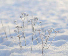 几个草药在日落时雪