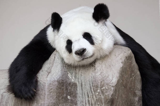 孤独<strong>的大熊猫</strong>躺在岩石上