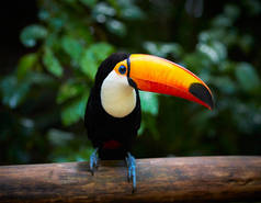 巨嘴鸟巴西热带森林中的分支