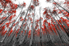 黑色和白色景观红树木高大挺拔