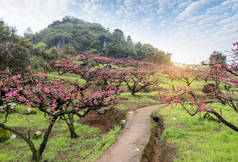 广东 p 河源区山区桃花