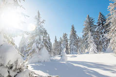 景观与冬季新鲜白雪覆盖的山上树木的