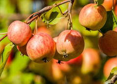 覆盆子和野苹果马鲁氏属（英语：Malus）是蔷薇科的一种小型落叶苹果树或灌木。