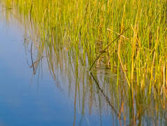 环境明亮的沼泽芦苇绿色对清澈的蓝色