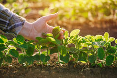 女性农民手研究大豆植物叶片的特写