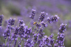 美丽的蜜蜂和紫色的薰衣草花田的花园里.
