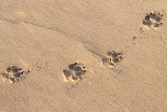 狗足迹热带海滩上的照片