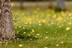 夏天草地上长满了黄色的蒲公英