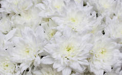 关闭花束的白色菊花