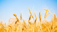 成熟的小麦的穗状花序的照片