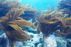 美丽的海带海藻
