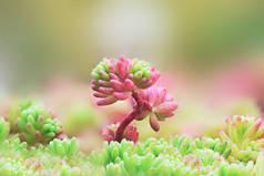一个特写镜头的粉红色和绿色萌芽的西班牙景天，景天 hispanicum，更小的植物到地毯下