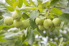小苹果水果挂在集群从树枝
