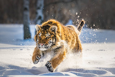 美丽的西伯利亚虎在雪地里奔跑。冬天的喜悦。神奇壮观的动物.