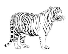 白色背景的大老虎用墨水涂在手上