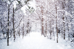 美丽的冬季景观与白雪覆盖的树木。新年快乐。圣诞快乐
